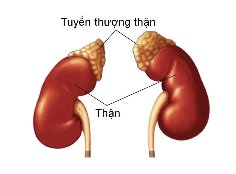 Suy tuyến thượng thận